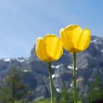 Lägenhet Haus Cristal Whg 61 By Interhome *