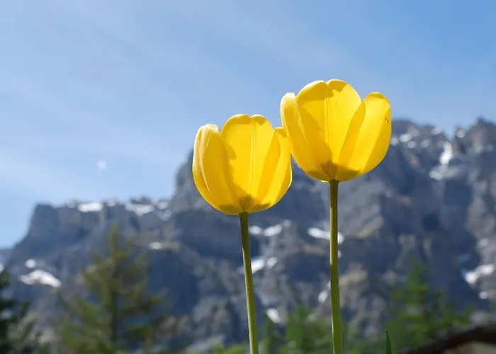 Apartment Haus Cristal Whg 61 By Interhome *